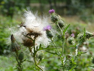 Distel auf der Wiese