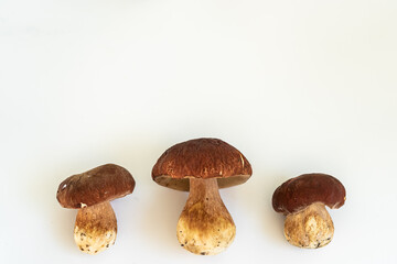 Three white forest porcini mushrooms on a white background with copy space