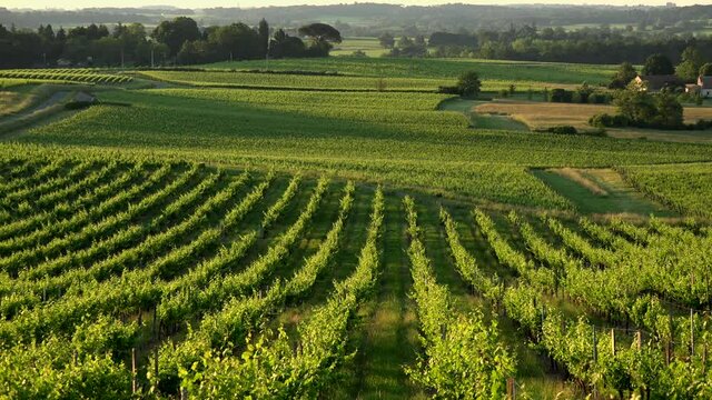 Sunset landscape bordeaux wineyard france, europe Nature, Aquitaine
