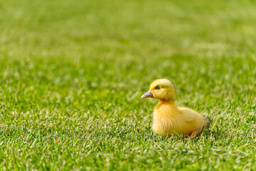 Small newborn ducklings walking on backyard on green grass. Yellow cute duckling running on meadow field on sunny day.
