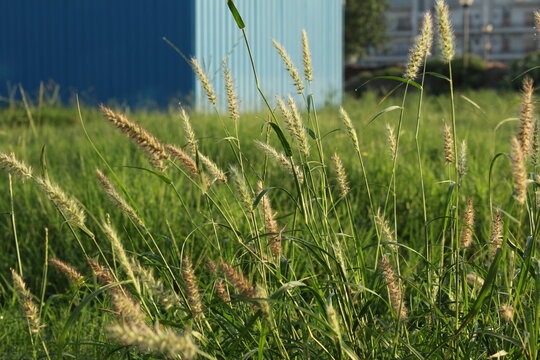 reeds in the wind