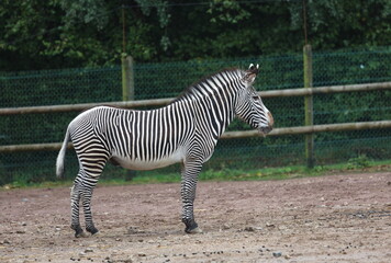 Fototapeta na wymiar Zebras !