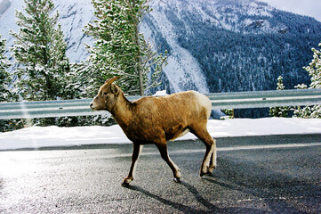 Naklejka premium 야크