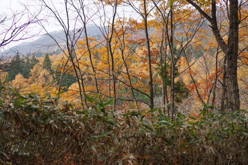 Autumn forest road leaves view. Autumn leaves ground. Autumn forest road landscape. Autumn leaves road view