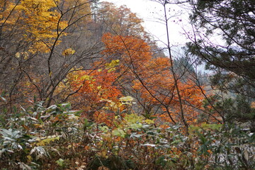 Autumn forest road leaves view. Autumn leaves ground. Autumn forest road landscape. Autumn leaves road view