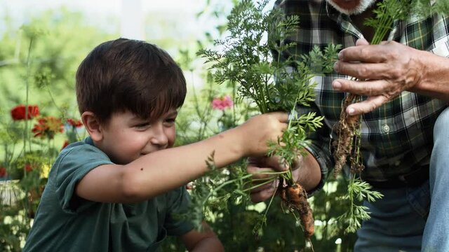 Video of boy picking carrots from a vegetable patch. Shot with RED helium camera in 8K.