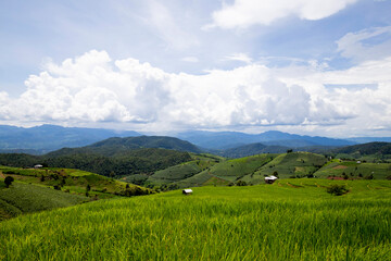 Fototapeta na wymiar Rice planting on the mountain, Rice terraces at Ban Pa Pong Piengin Thailand 