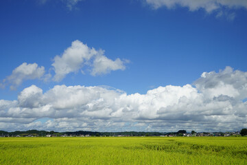 Obraz premium 青空と白い雲と稲穂
