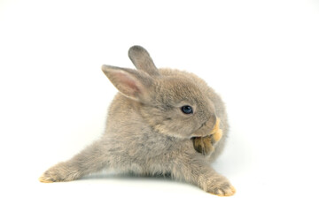 A brown rabbit with one ear lying on a white background.