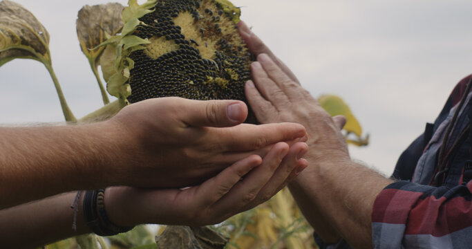 Crop farmers harvesting sunflower seeds