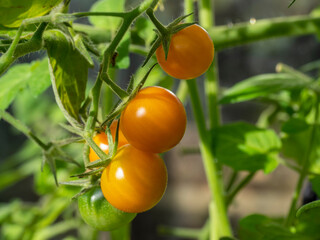 Closeup of tomatoes ripening on a truss on a tomato plant, variety Sungold