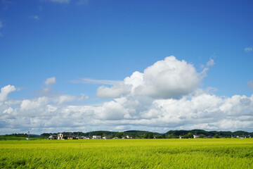 青空と白い雲と稲穂