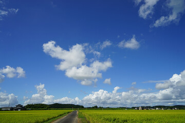 青空と白い雲と稲穂