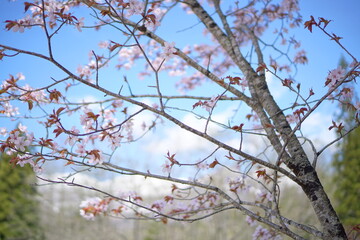 SAKURA, Cherry Blossoms with beautiful landscape of Japanese Northem Alps.
