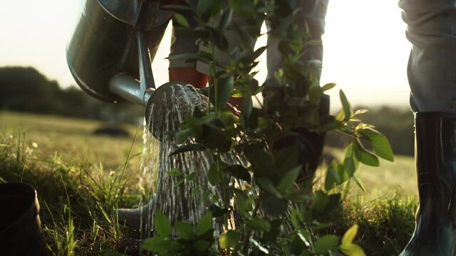 Detail video of watering newly planted tree. Shot with RED helium camera in 8K.