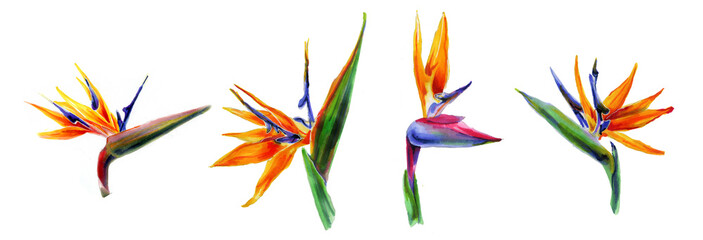 Set van tropische plant bloeit een strelitzia op witte achtergrond. Botanische aquarel illustratie. horizontale rand van exotische strelitzia bloemen, paradijsvogel. Geïsoleerde elementen voor design.