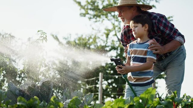 Video of grandson helping grandfather to water the vegetable patch. Shot with RED helium camera in 8K.