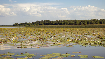 Fototapeta premium a meadow of yellow and white water lilies covers the surface of the lake