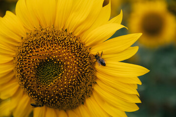 sunflower being pollenized by insects