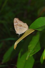 butterfly on leaf