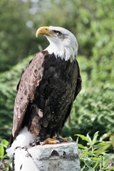 american bald eagle