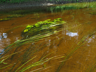 Underwater plants in the fast flow of the river, brown color of the water, river banks              
