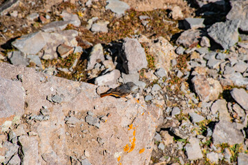 stone wall background and little bird
