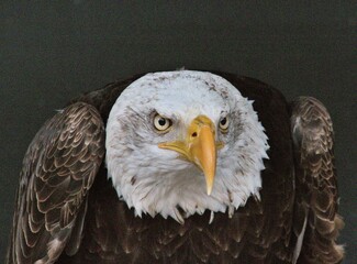 portrait of a bald eagle
