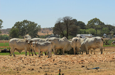 Naklejka na ściany i meble Herd of Brahman cows in a feeding station