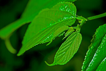 The young shoots of the emerging stalks tend to be very small.