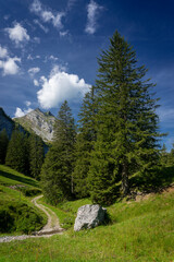 Chemin sillonnant entre les sapins dans les Alpes Suisse.