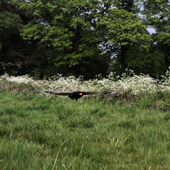 Naklejka premium A view of a Bateleur Eagle in flight