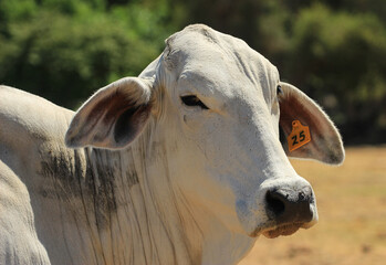 Portrait of a young cow of Brahman breed