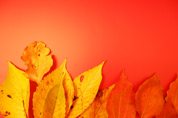 Autumn leaves on colorful background for design, 秋の紅葉