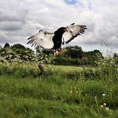 A view of a Bateleur Eagle in flight