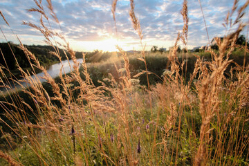 Obraz premium Evening on the river, sunset light on ears of grass.