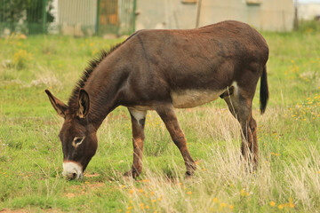 Naklejka na ściany i meble A donkey grazing at a pasture