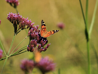 Vanessa cardui is a well-known colourful butterfly, known as the painted lady