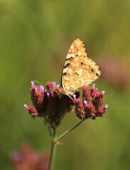 Vanessa cardui is a well-known colourful butterfly, known as the painted lady