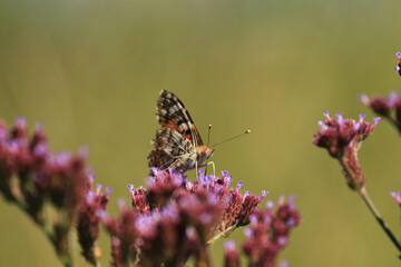 Vanessa cardui is a well-known colourful butterfly, known as the painted lady