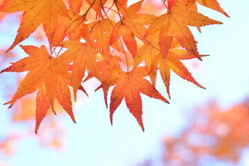 モミジの紅葉　青空
