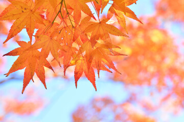 モミジの紅葉　青空

