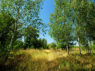 Summer outdoor nature in Europe, grass, trees and blue sky.