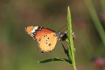 Danaus chrysippus, also known as the plain tiger, African queen, or African Monarch, is a medium-sized butterfly widespread in Asia, Australia and Africa.