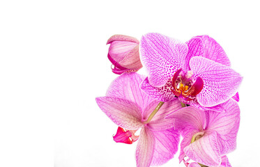 Fototapeta premium Branch of beautiful orchid flowers phalaenopsis on white background