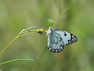 Belenois aurota, the Brown-veined White, pioneer or pioneer white or caper white butterfly