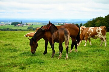 horse with a foal on the meadow.