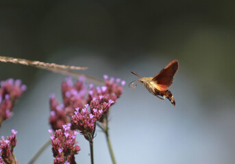 Macroglossum trochilus, the African hummingbird hawk-moth, sucking nectar from purple flowers