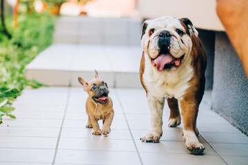 English bulldog playing with an awesome french bulldog. 