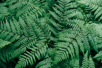 Fototapeta na wymiar Green fern leaves in the forest textured natural background
